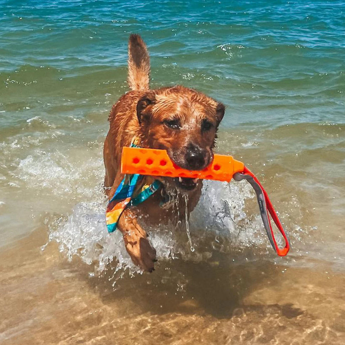 Orvis Hydro Floating Dog-Training Bumper