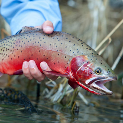 Orvis Trout School At Falcon's Ledge, Utah