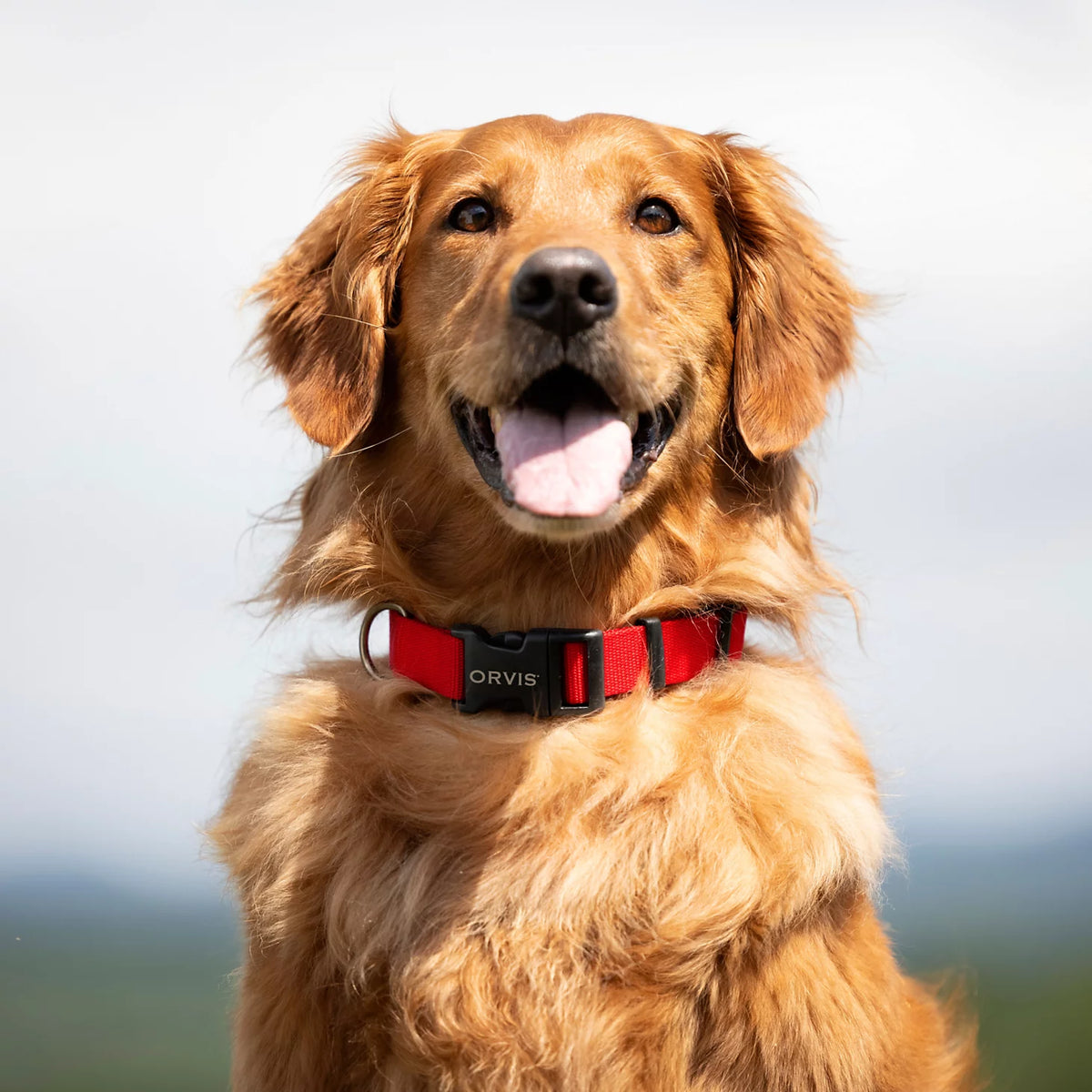 Orvis Personalized Side-Release Buckle Collar